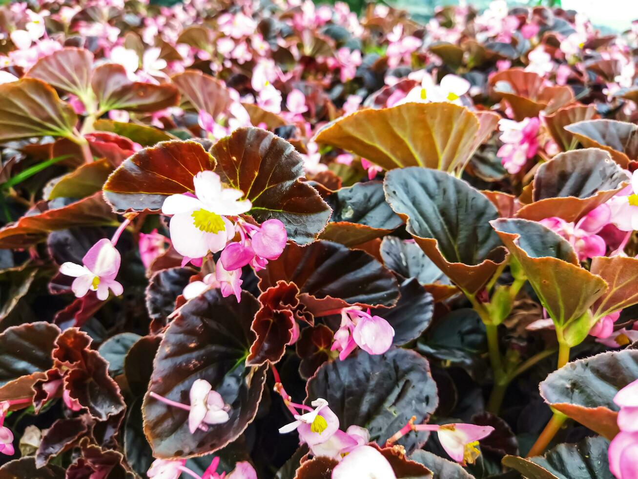 Pink color of Begonia grandis that thrives in the garden photo