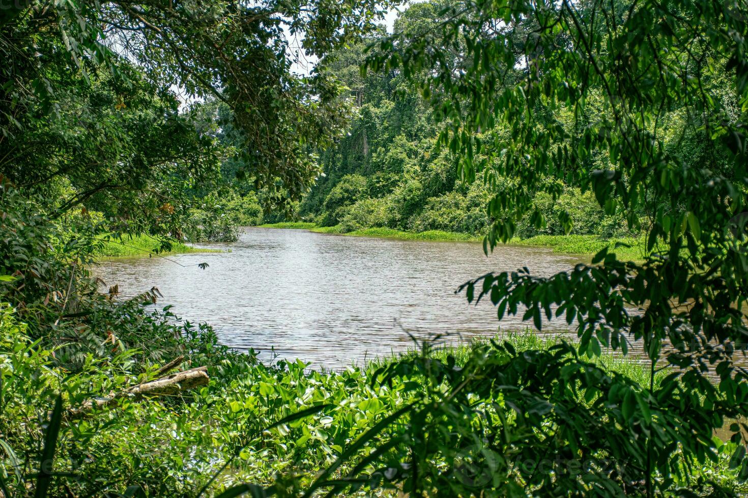 pond in nature photo