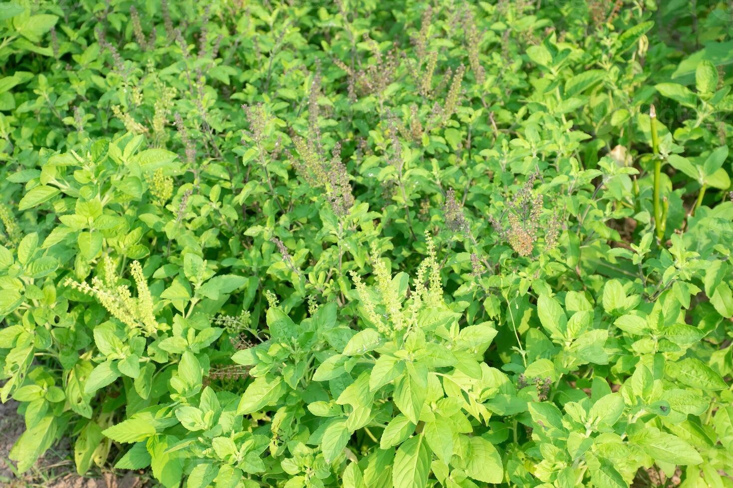 hermosa jucy verde albahaca creciente en el jardín foto