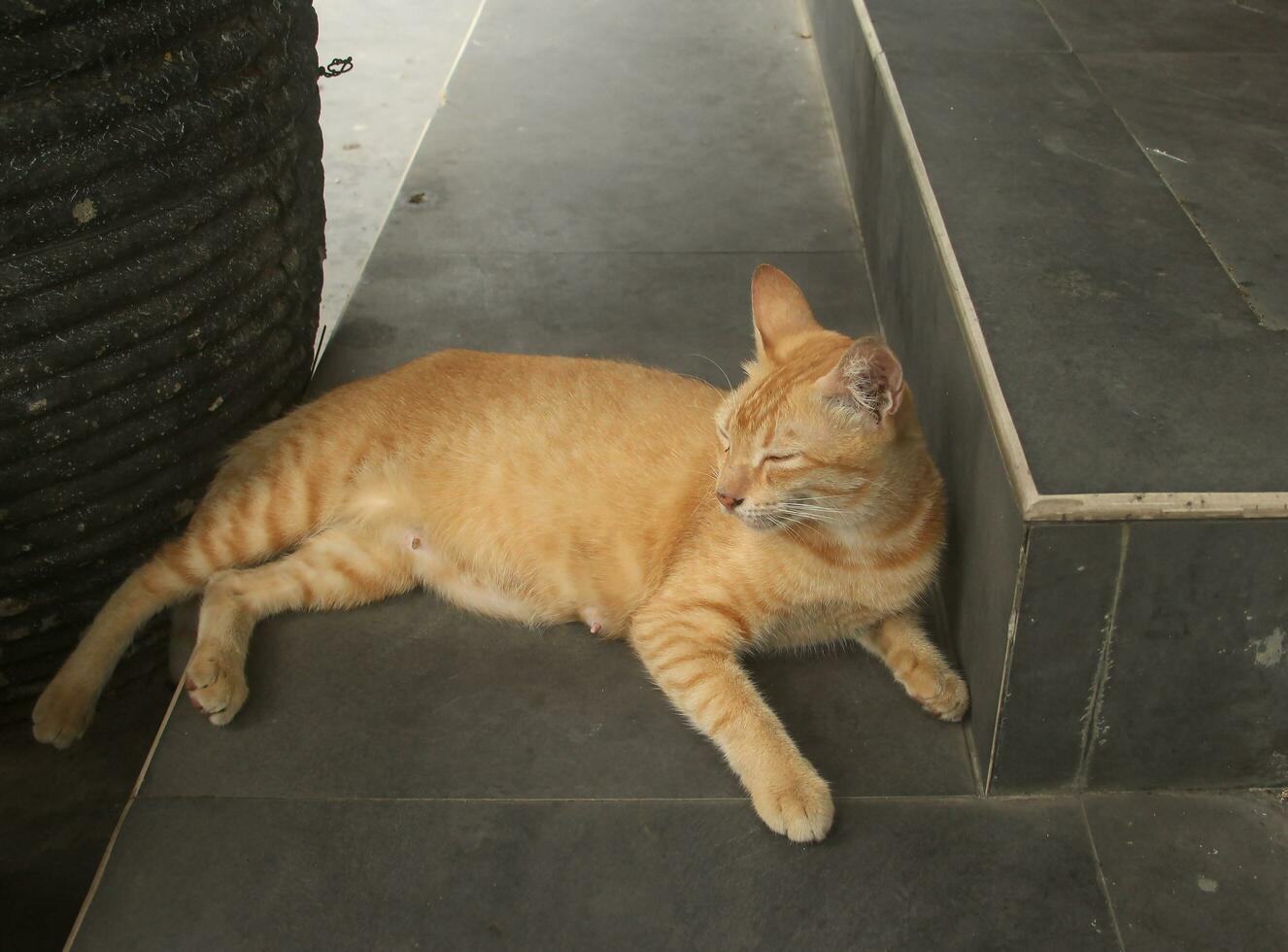 Lovely and friendly orange furred stray wild cat. Animal or fauna photography isolated on outside view. Cute wild feline image in Indonesia. photo