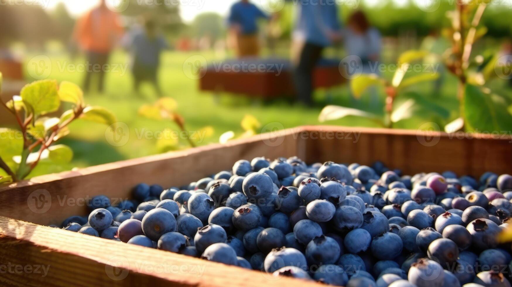 Organic blueberry in a wooden box on the field. Space for text, mockup, photo