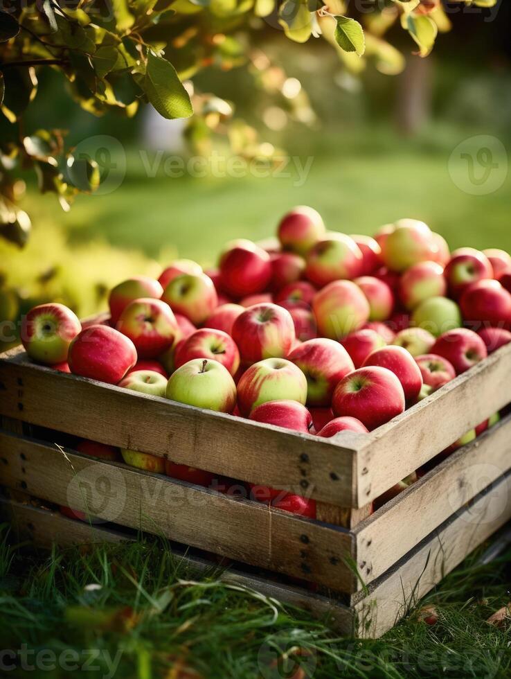 Organic red apples in a wooden box on the field. Space for text, mockup, vertical, photo