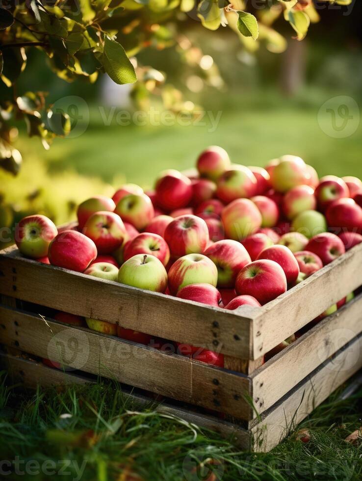 orgánico rojo manzanas en un de madera caja en el campo. espacio para texto, Bosquejo, vertical, generativo ai foto