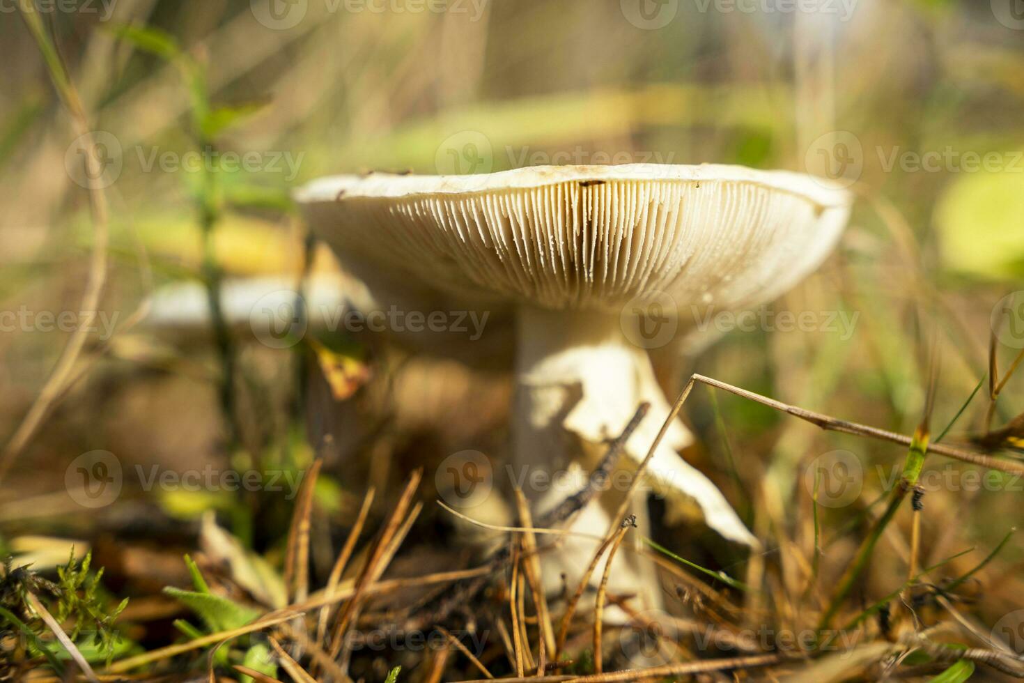 close-up of a wild mushroom with a red cap growing in the grass photo