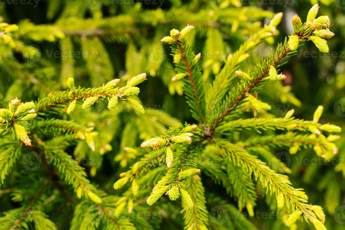 young buds and shoots on the branches of a green Christmas tree