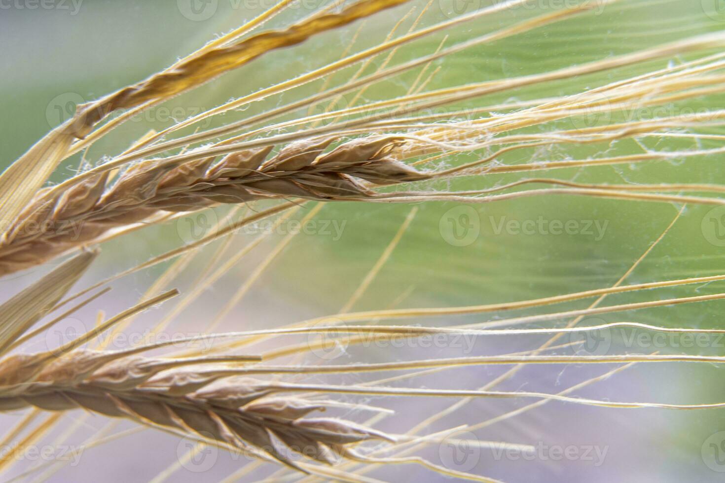 yellow dry spikelet close-up. plant background. nature photo