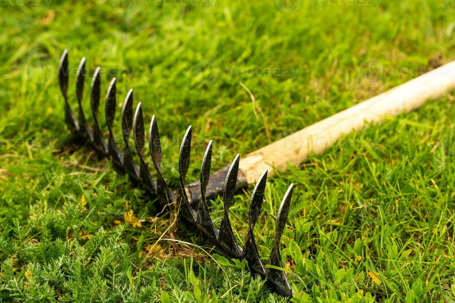 a metal garden rake with a wooden handle lies on a green lawn photo