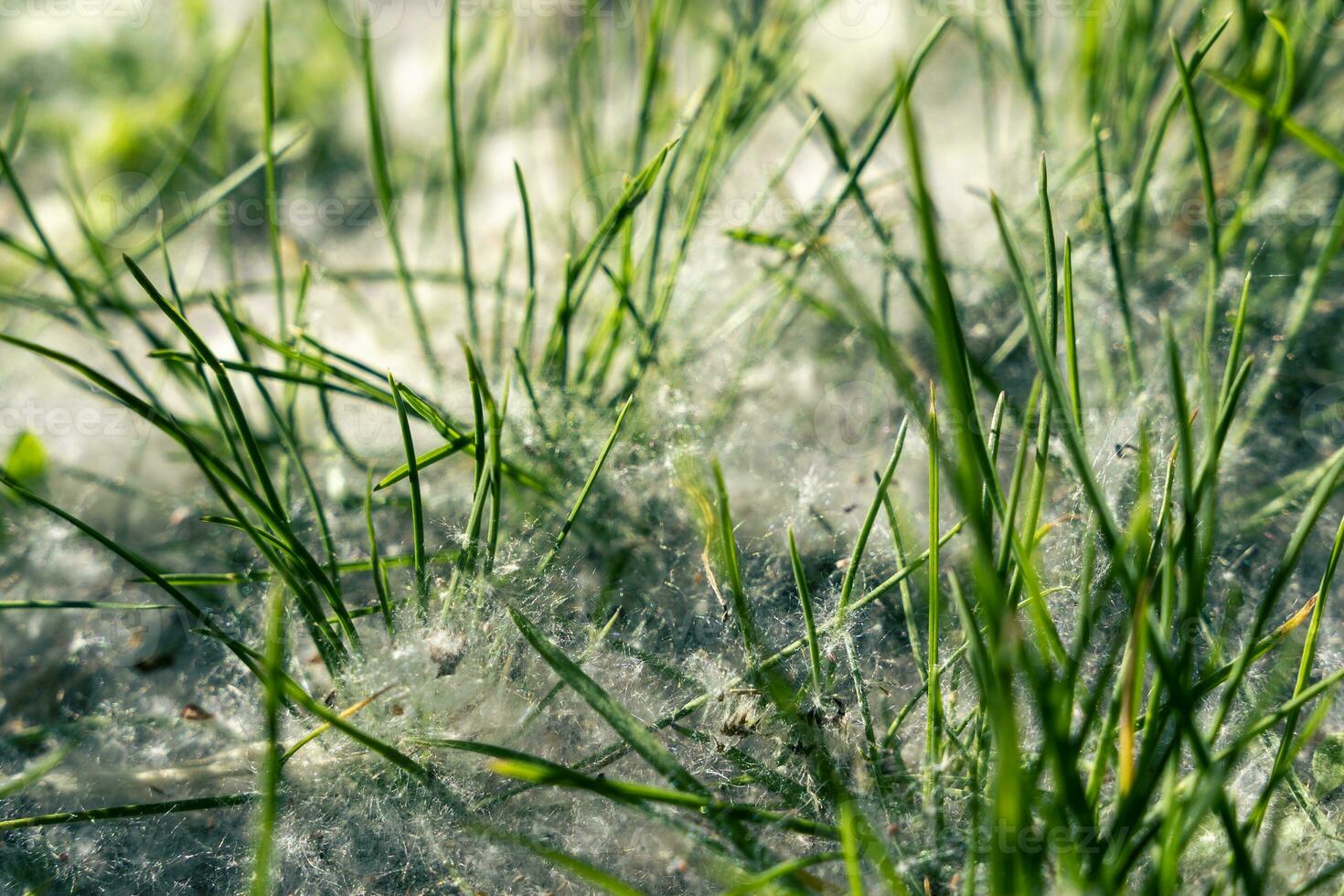 fluff falling from the trees lies among the green grass on the ground photo