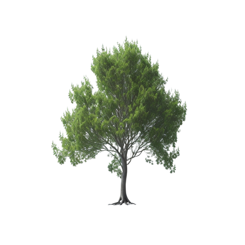 Isolated green tree clipart on transparent background, housetree isolated, Transparent background green tree, Green tree isolated, tree isolated png