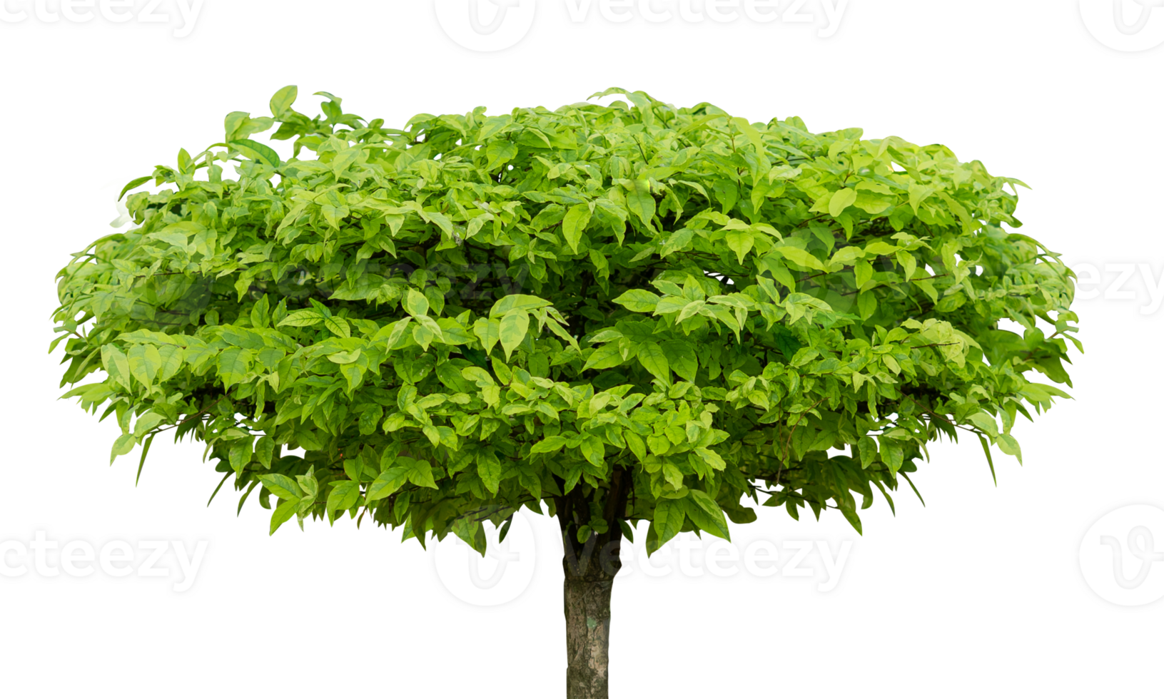 Isolated garden decoration trees element png
