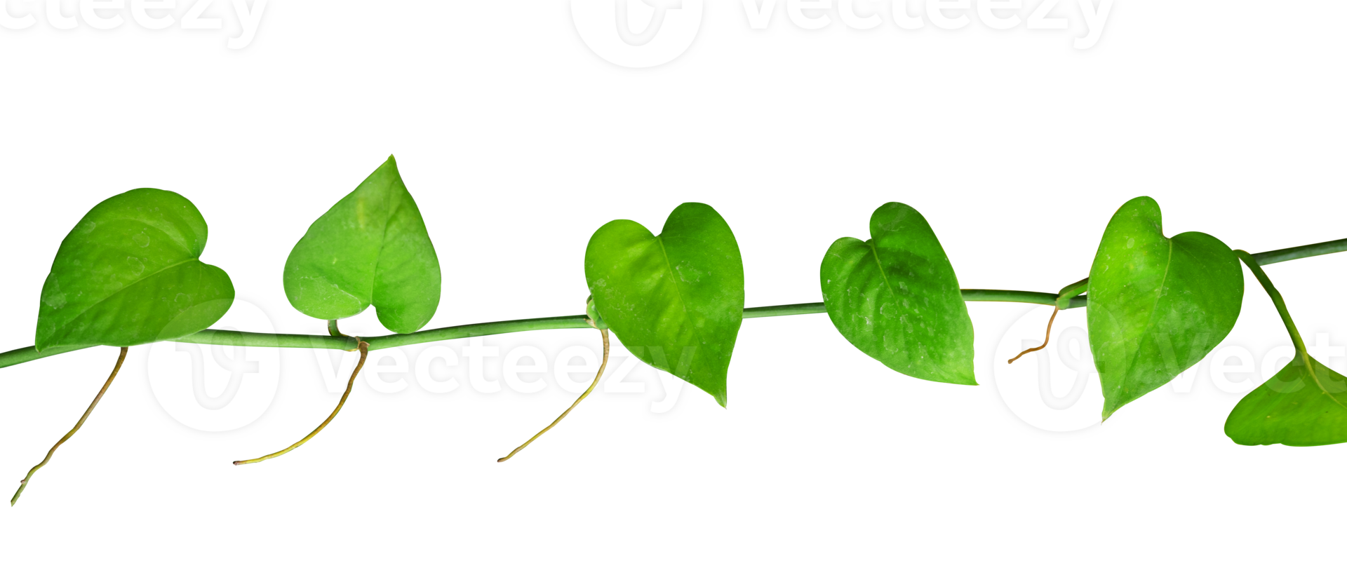 corazón hoja planta vides como frontera elemento png