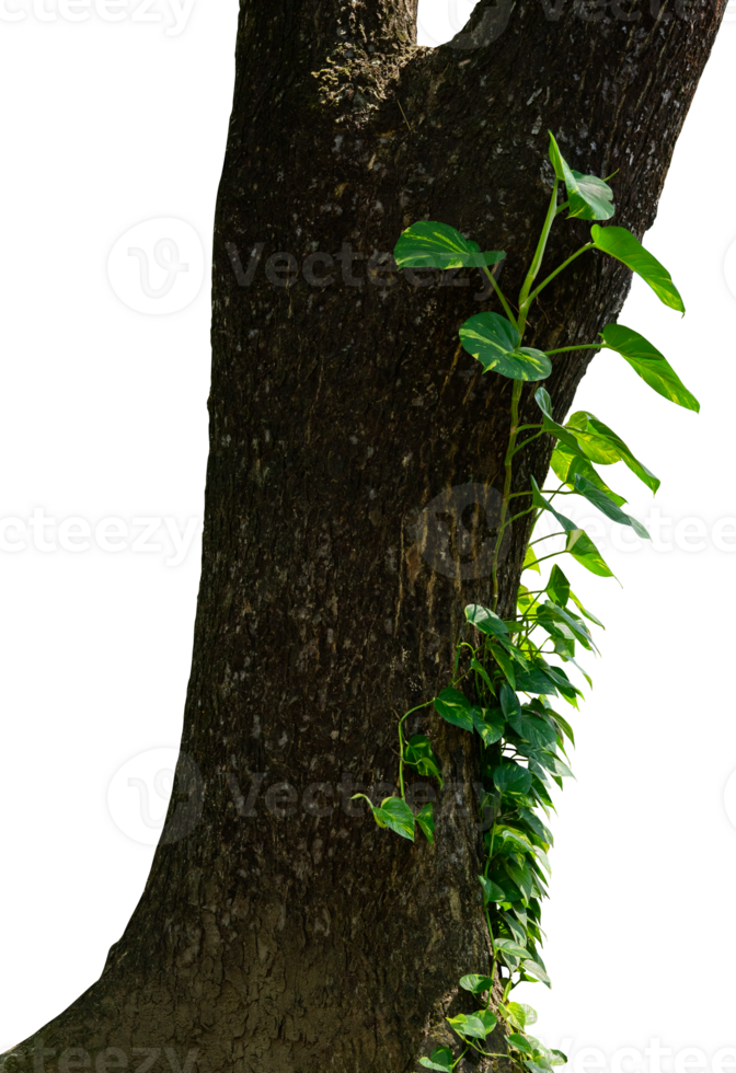 árvore tronco com filodendro ornamental plantar png