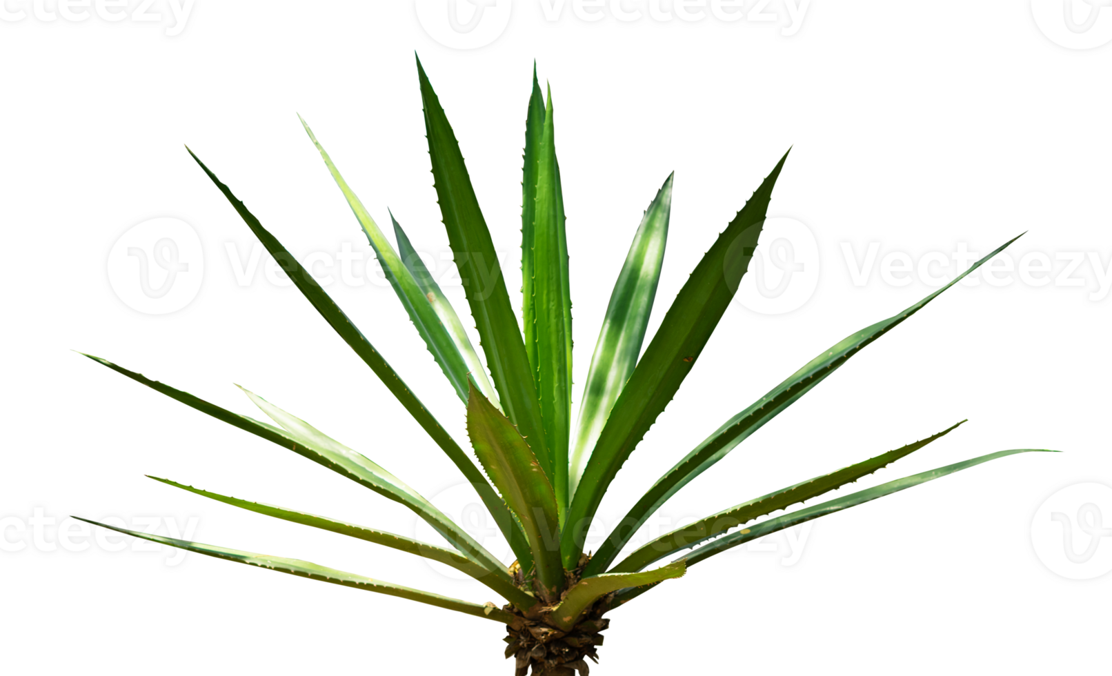 trädgård dekorativ växter isolerat. karg öken- växt element png