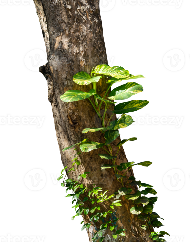 tree trunk with monstera leaves creeper png