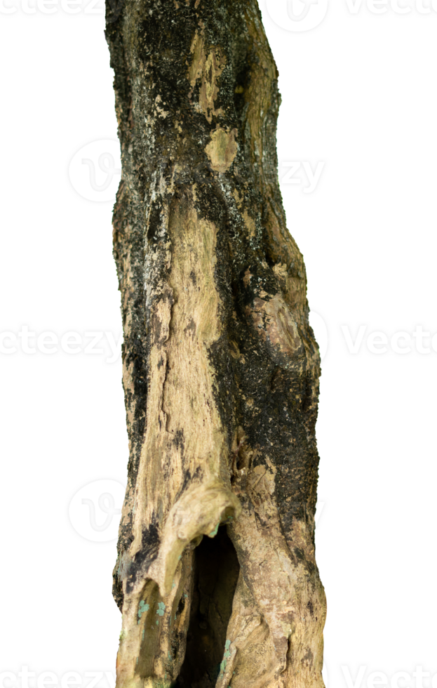 the tree bark isolated. wood with moss element png