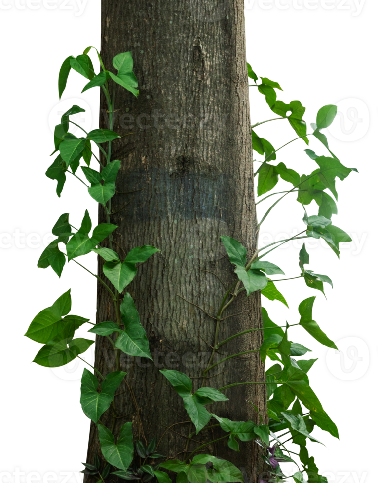 tree trunk with green leaves creeper png