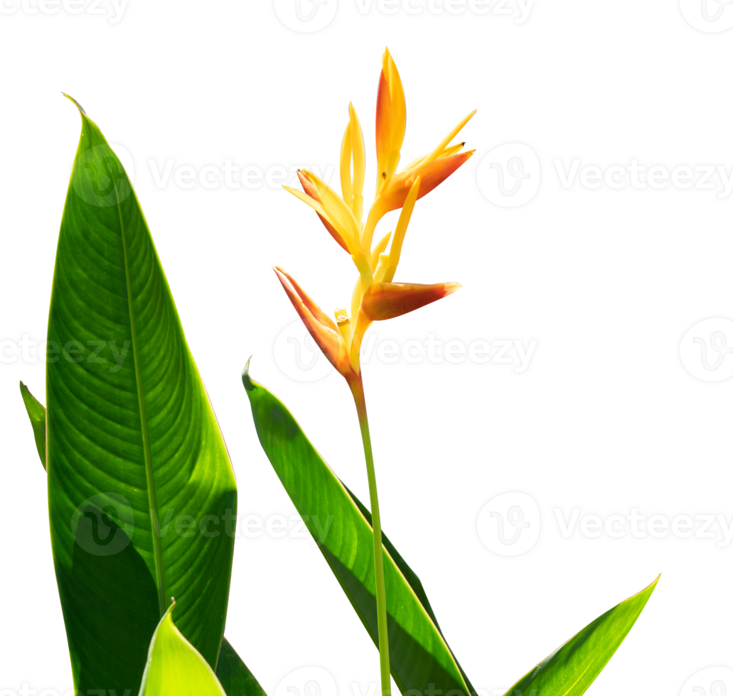 tropical plant with flower isolated. paradise flower element png