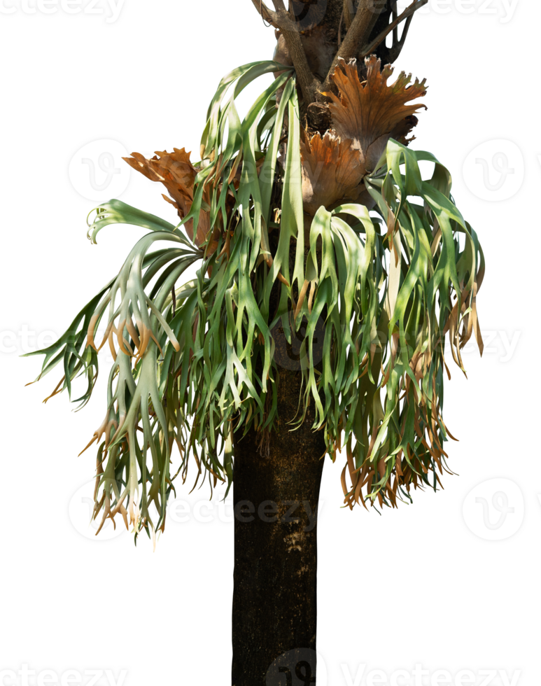 tropical plant on a branch png