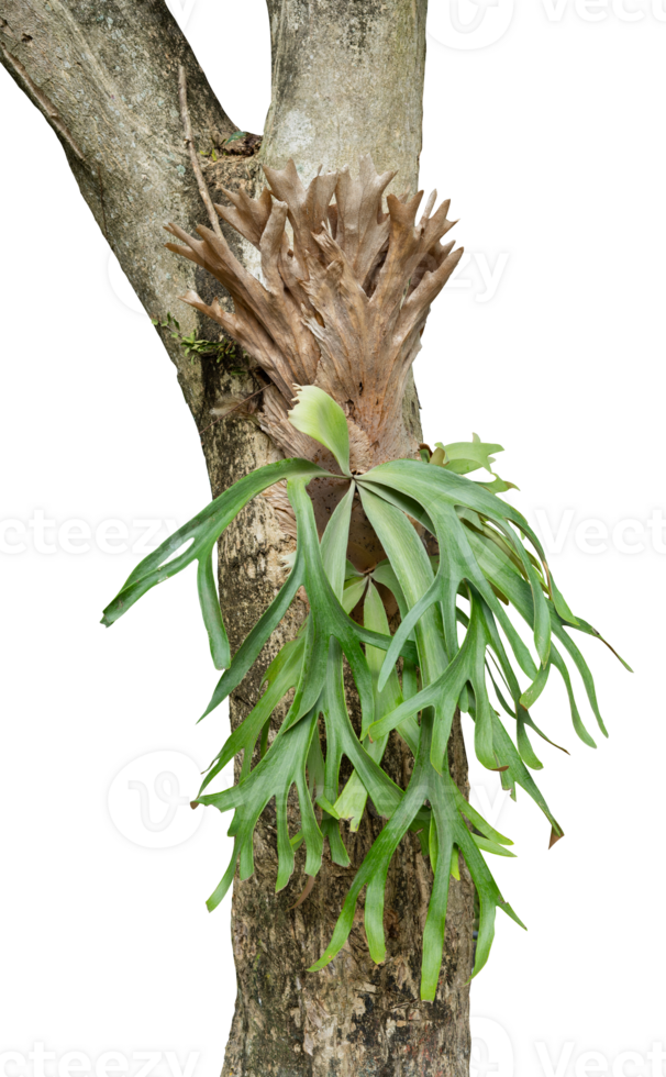 Tree trunk with Platycerium Bifurcatum. Tropical tree isolated png