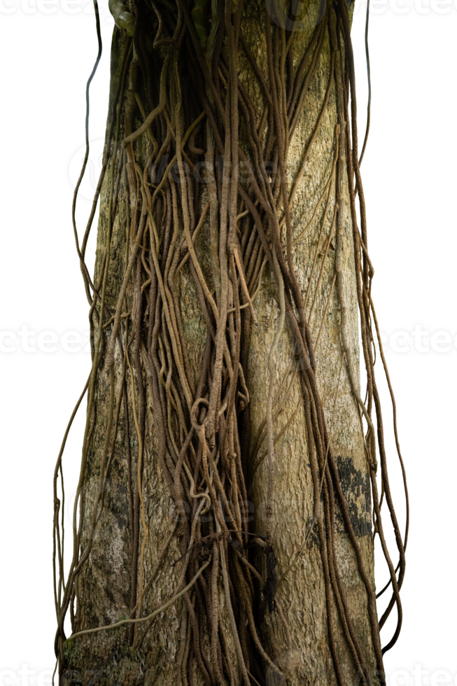 tree trunk with creeper roots png