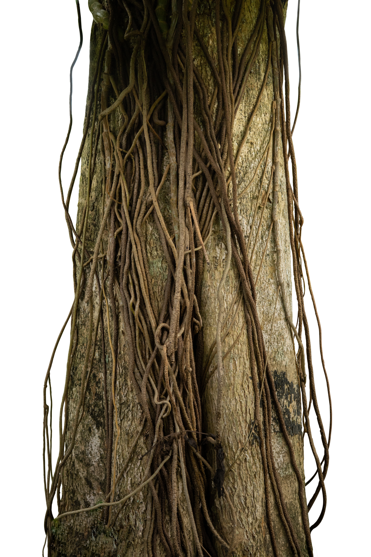 tree trunk with green leaves creeper 25063202 PNG