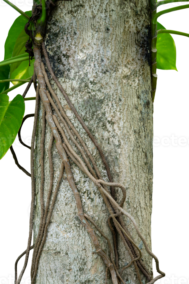 árvore tronco com monstera flor e raiz isolado png