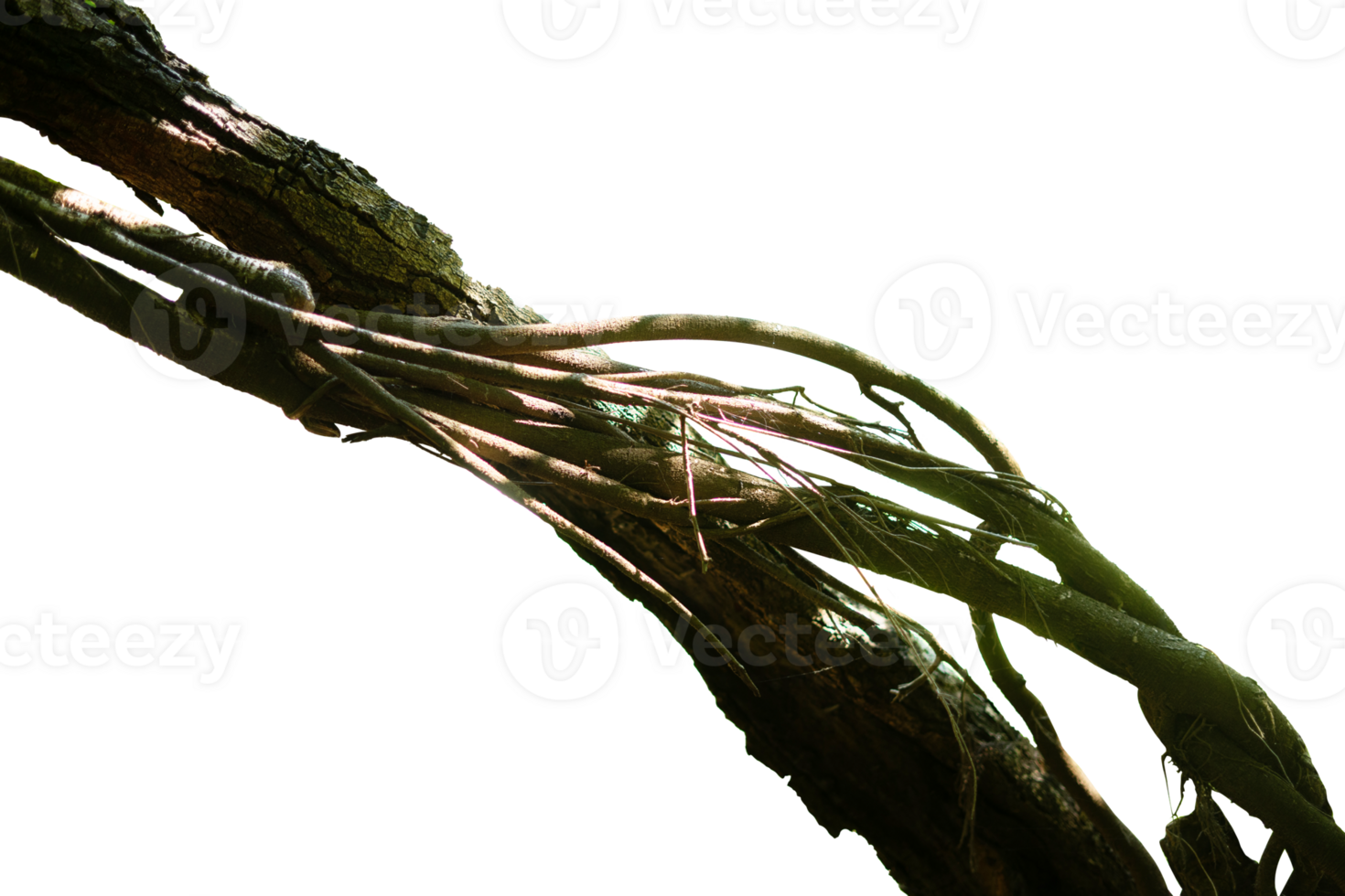 Natural tree trunk roots isolated element png