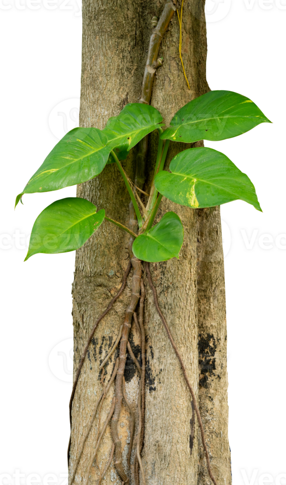 Houseplants creeping on tree trunk png