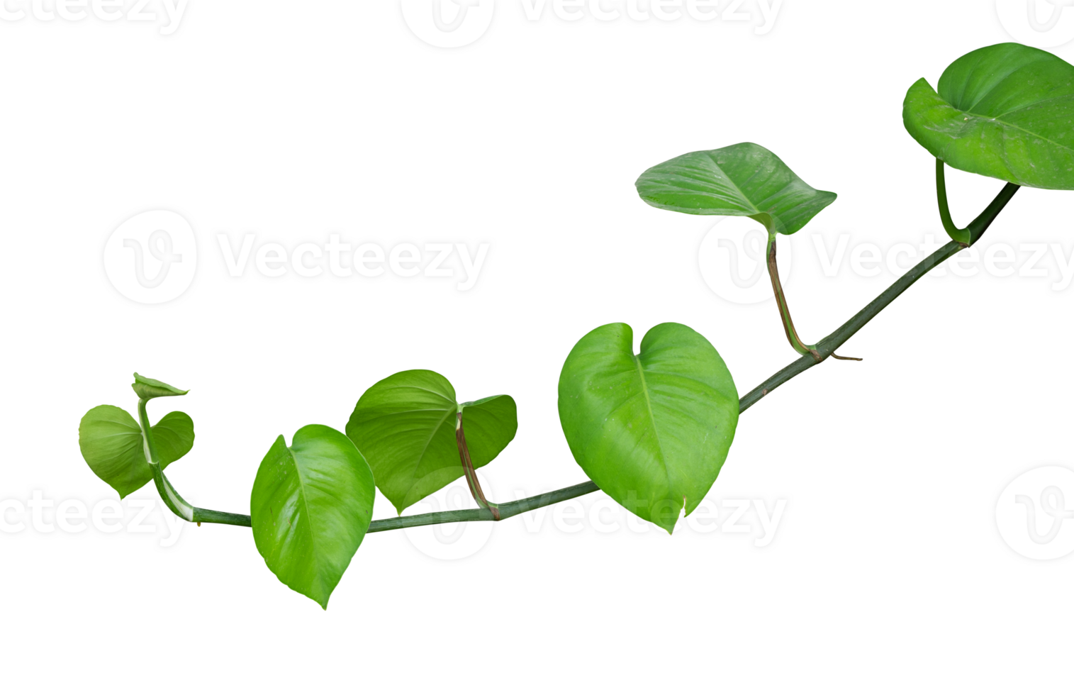 Tropical leaf house plant propagating isolated png