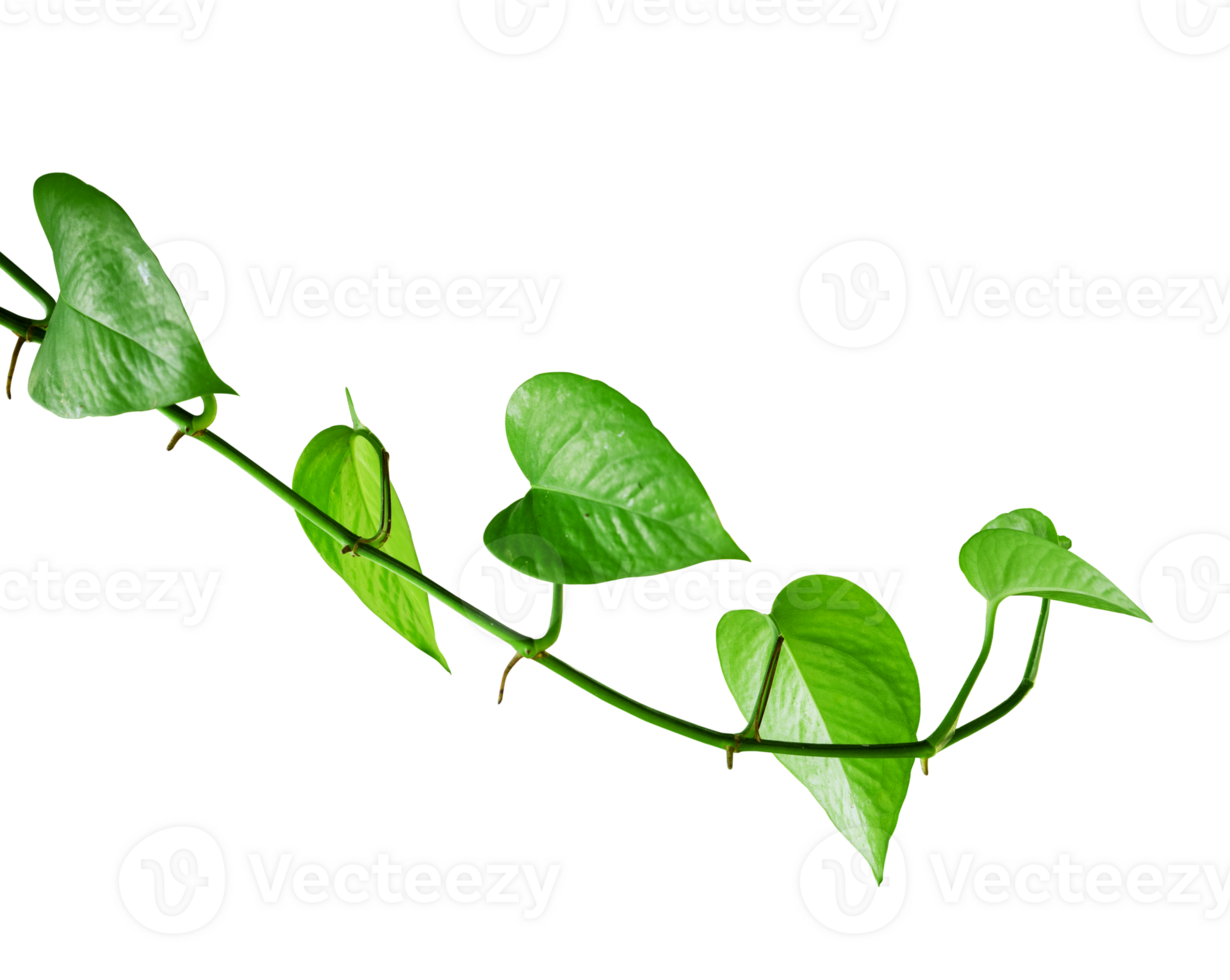 Tropical philodendron leaf creeper isolated element png