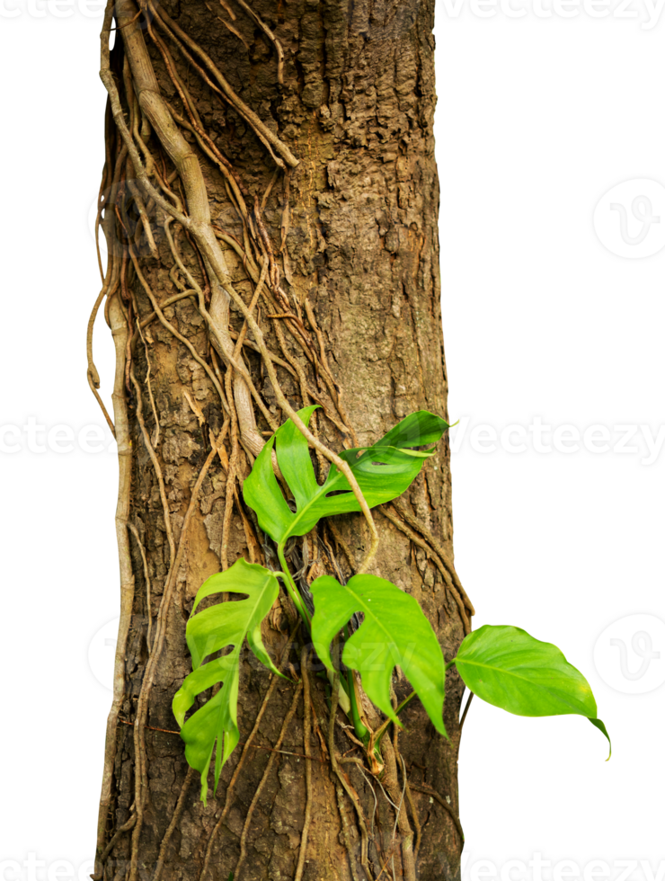 tree with roots and plant creeper isolated png