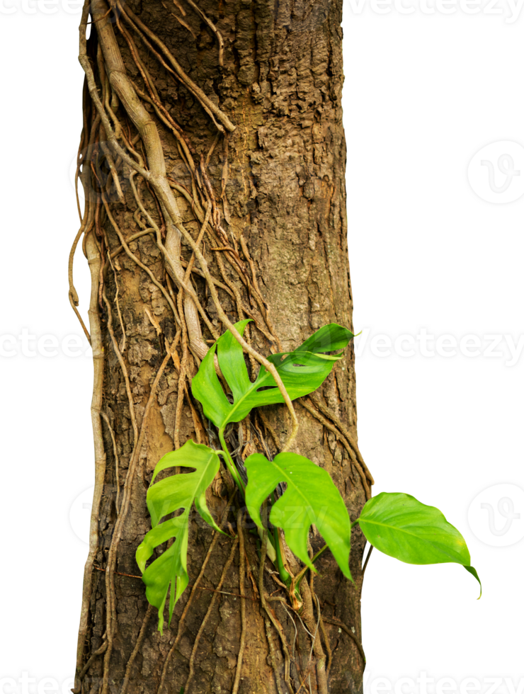 tree with roots and plant creeper isolated png