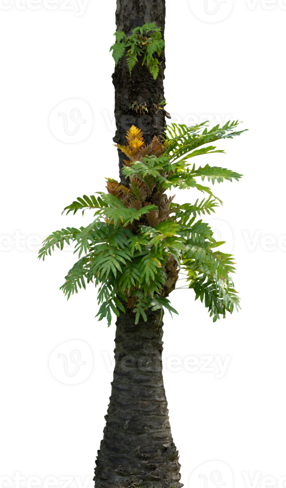 palm trees with houseplants isolated png
