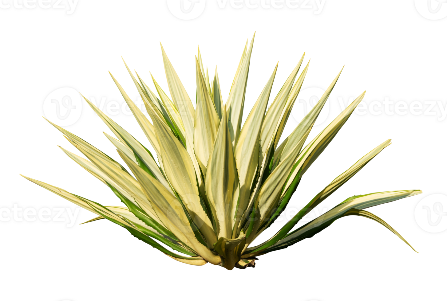Realistic ornamental plants isolated element png