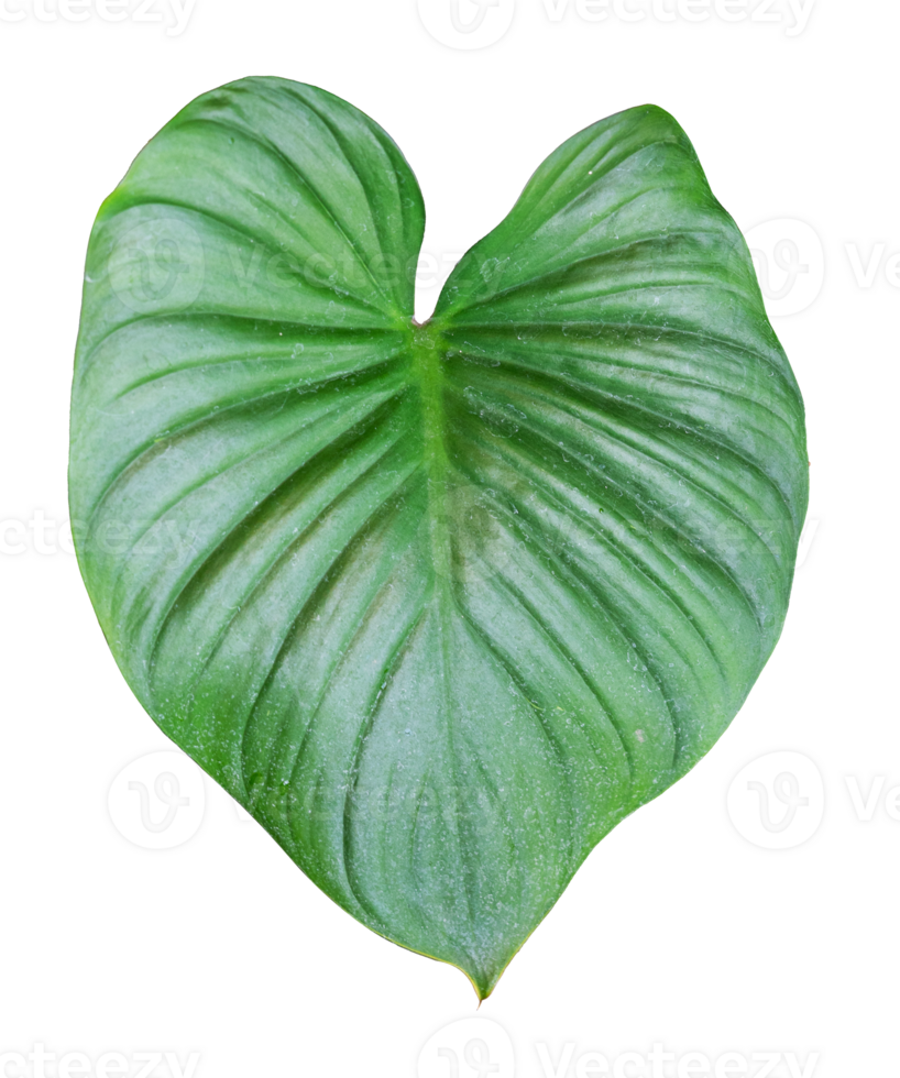 Single philodendron leaf. Nature isolated element png