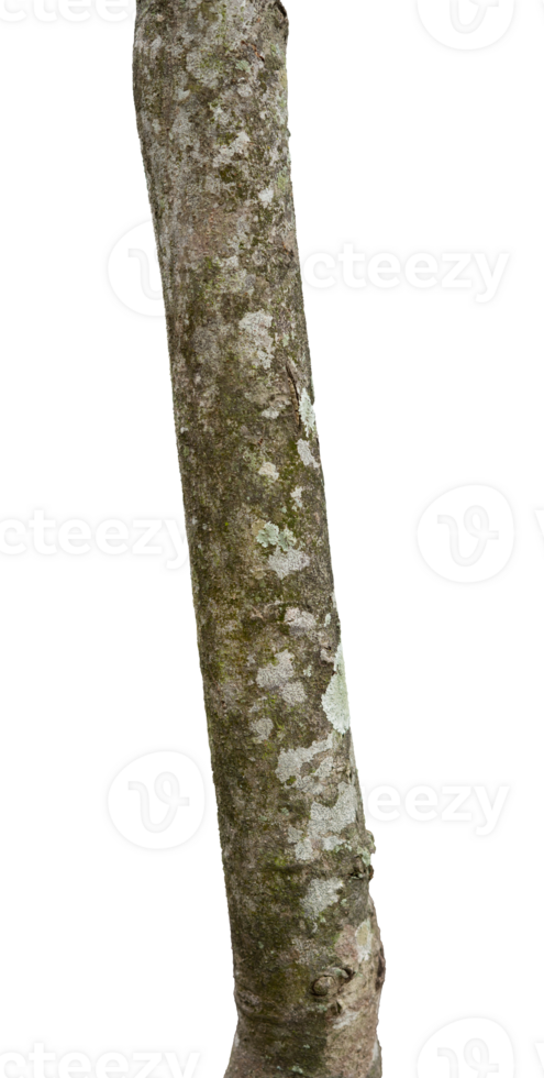 Young tree trunk isolated element png