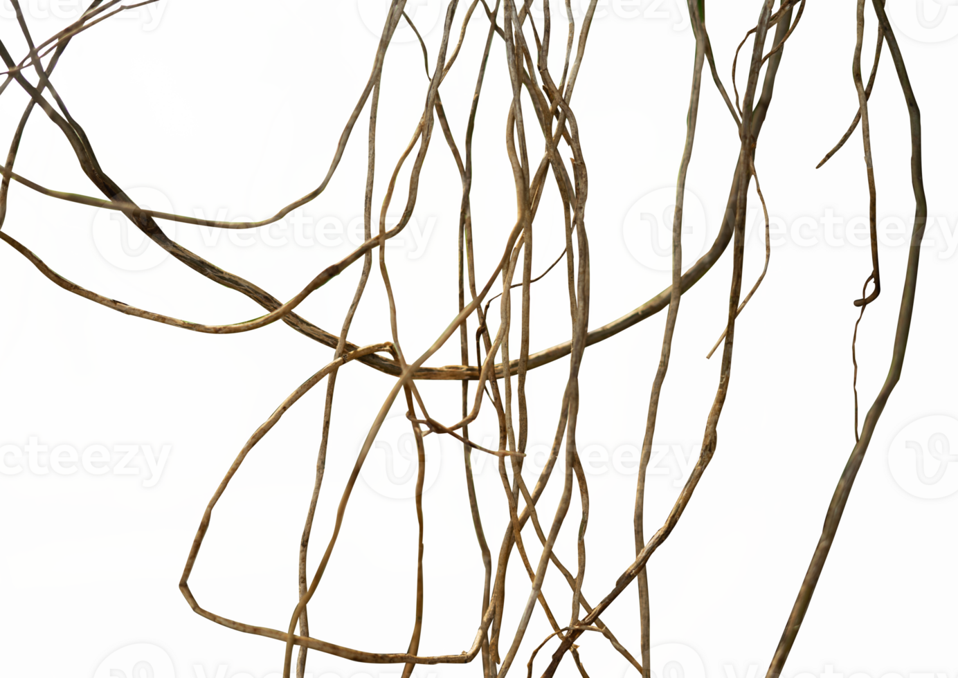 Jungle twisted roots thickets isolated png