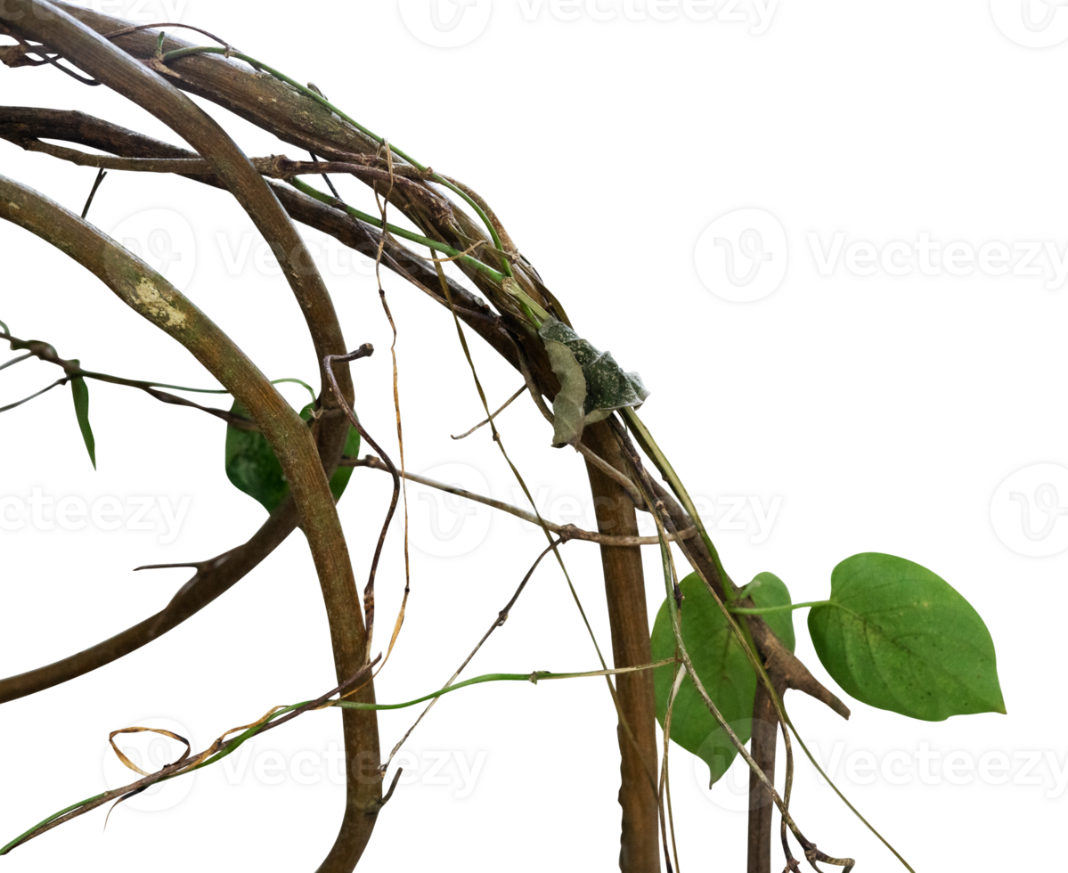 branch of twisted roots isolated for nature element png