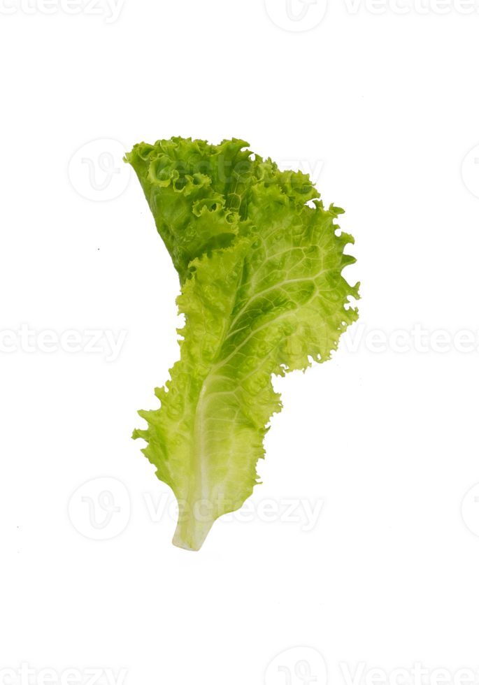 Leaf of fresh lettuce isolated png