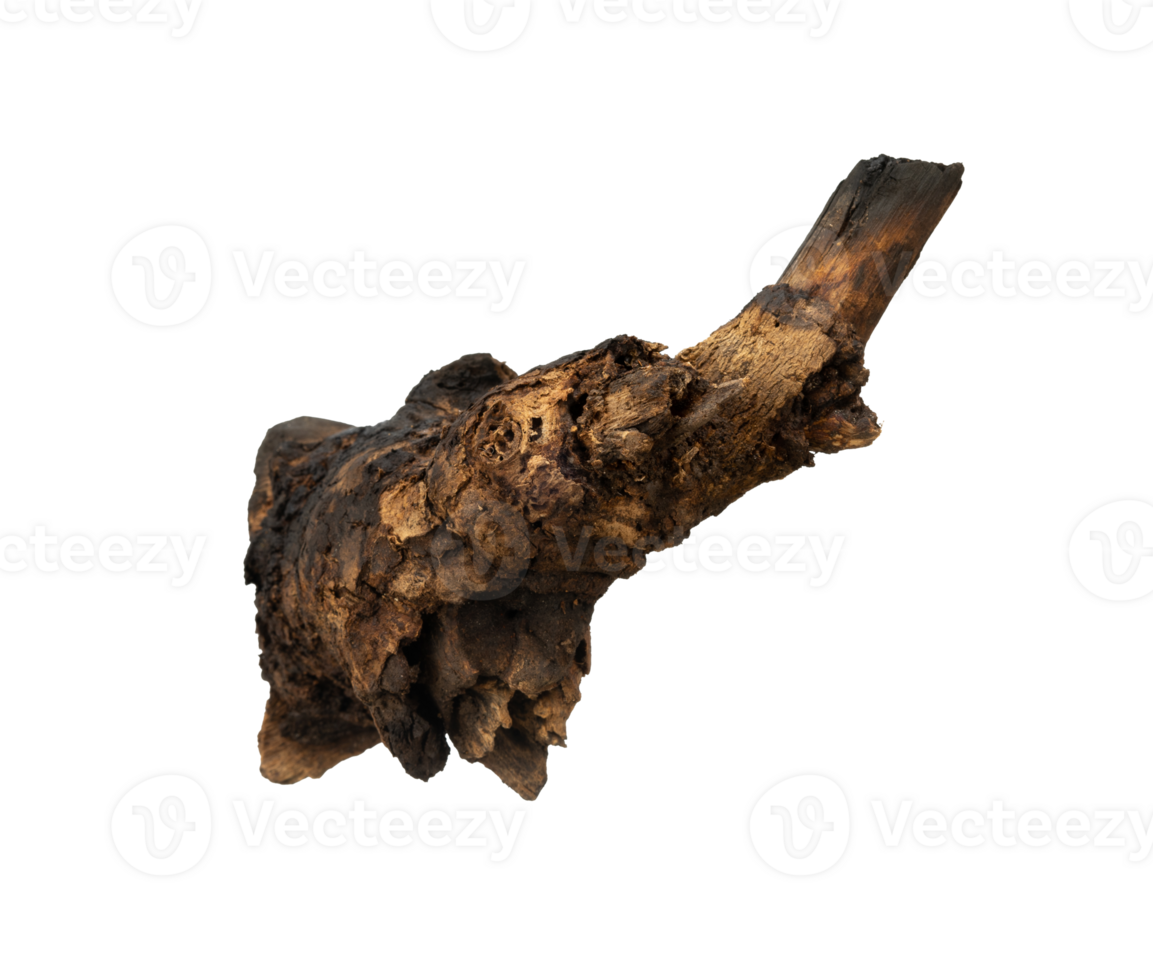 Old root of the tree isolated png