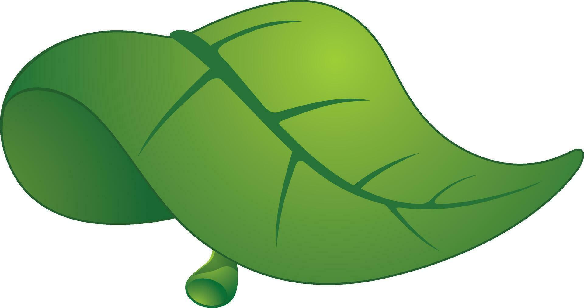Stylish green leaf on white background. 25063747 Vector Art at Vecteezy