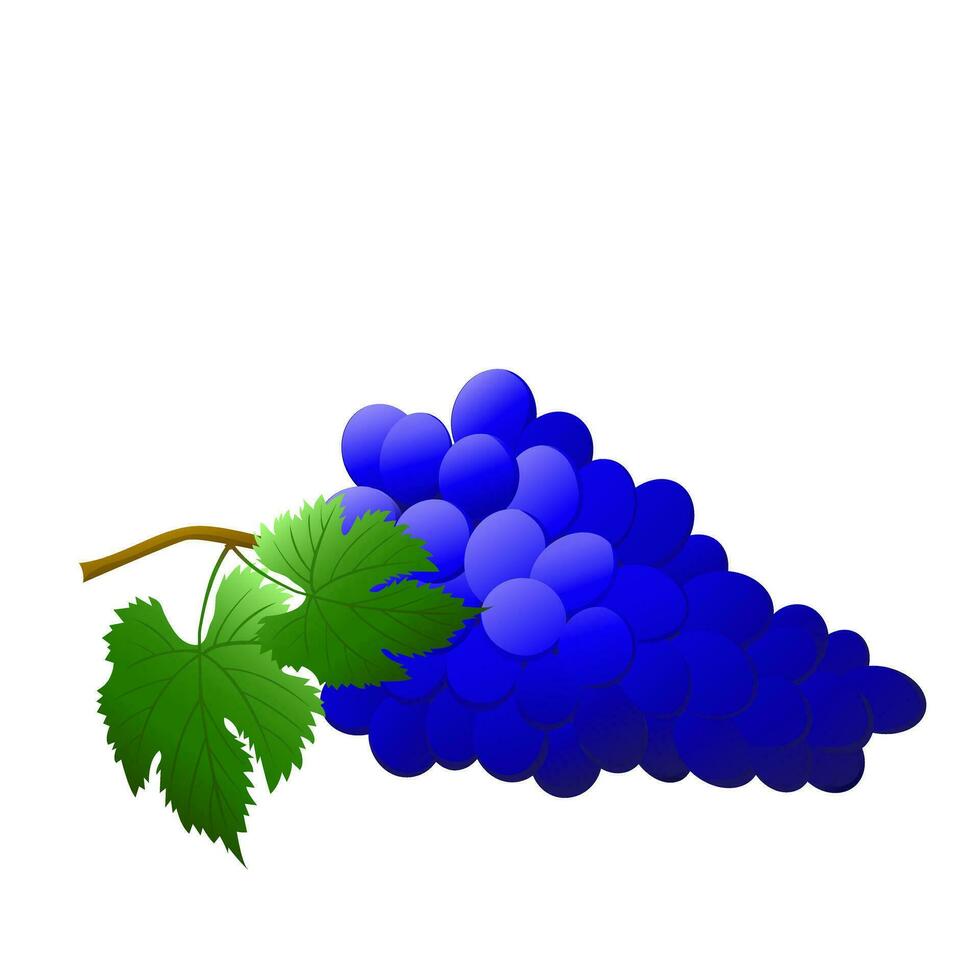 Blue Grape bunch with berries and leaves isolated on white background. For nature or healthy vitamin food design. Vector illustration