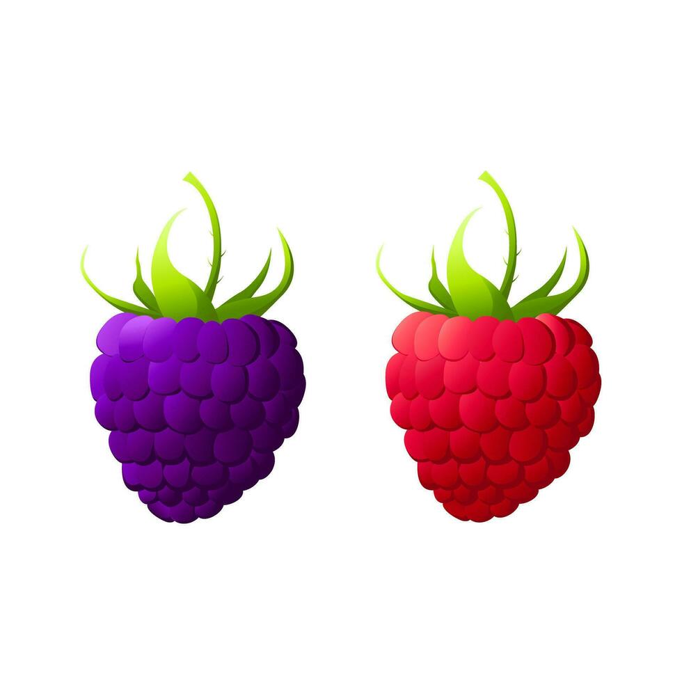 Raspberry and blackberry.For labels, menus, poster, print, or packaging design. Vector illustration