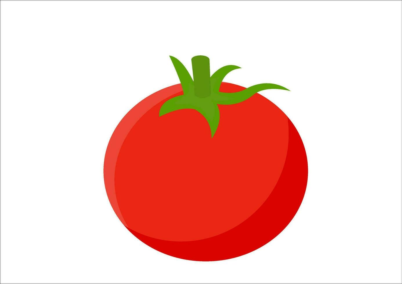 vector illustration of tomato