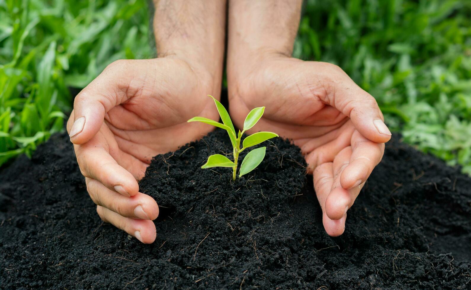 Man hands planting the tree into the soil. planting, environent, Earth day, save the earth concept. photo