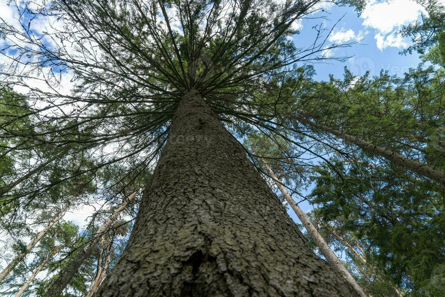 thick trunk of a large pine tree, stretching into the blue sky photo