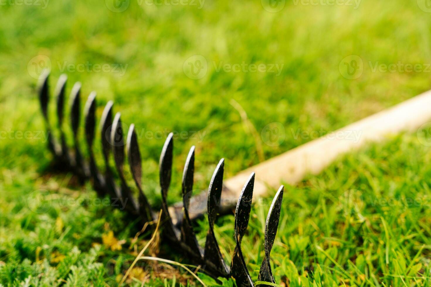 a metal garden rake with a wooden handle lies on a green lawn photo