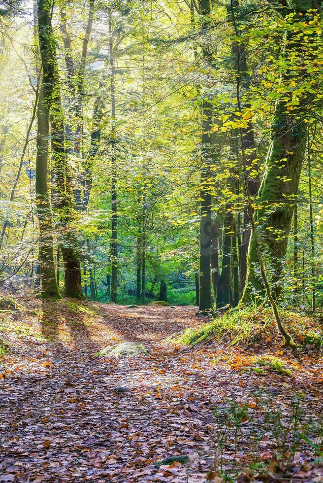 bosque naturaleza huelgoat en otoño foto