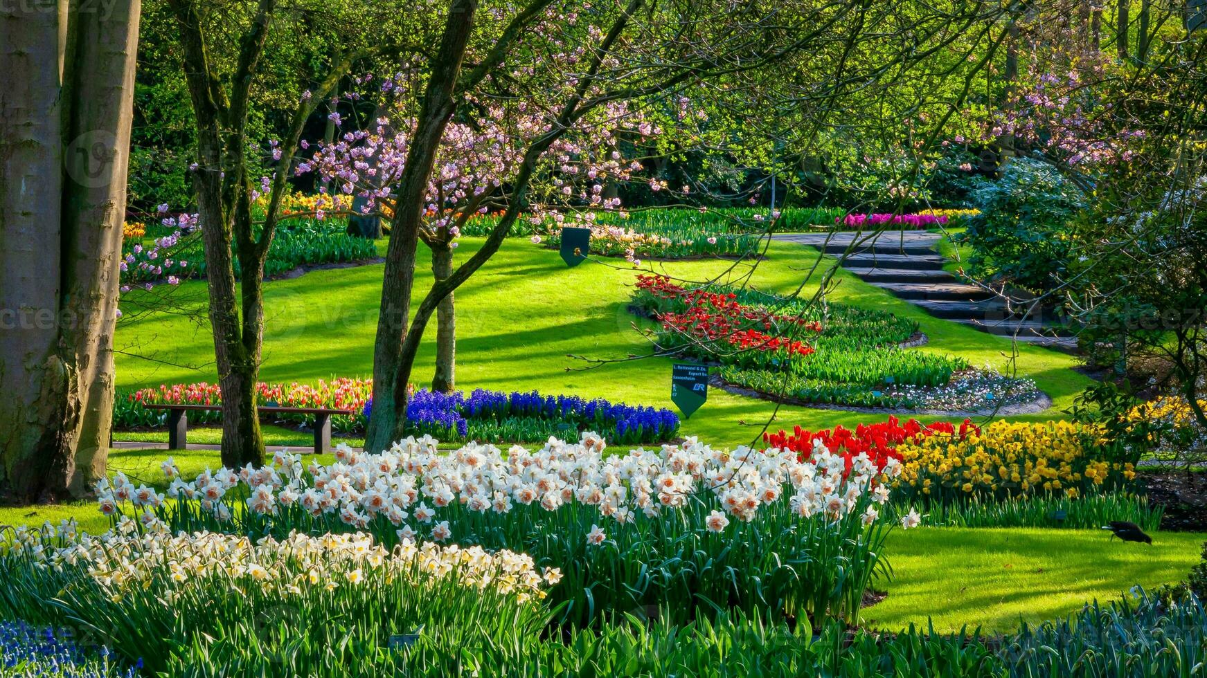 Tulips garden in Holland photo