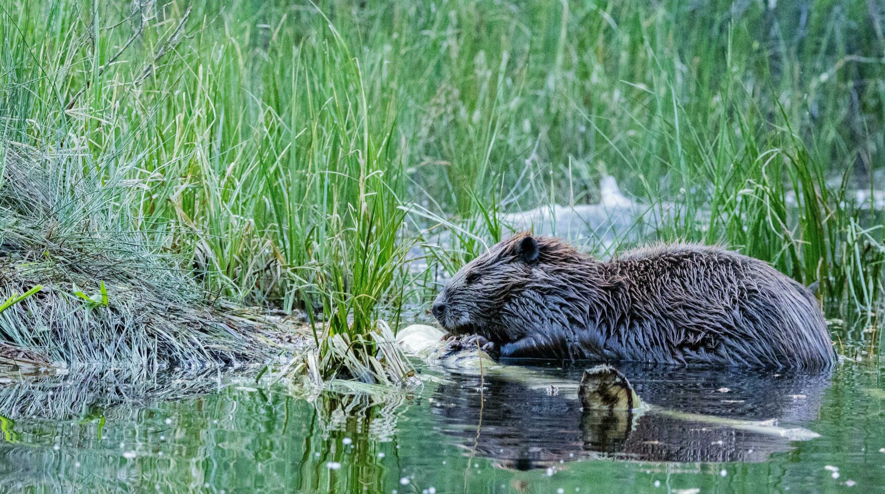 Beaver gnawing on wood in water photo